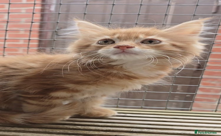 Maine Coon cats in Rotherham - Advert 6