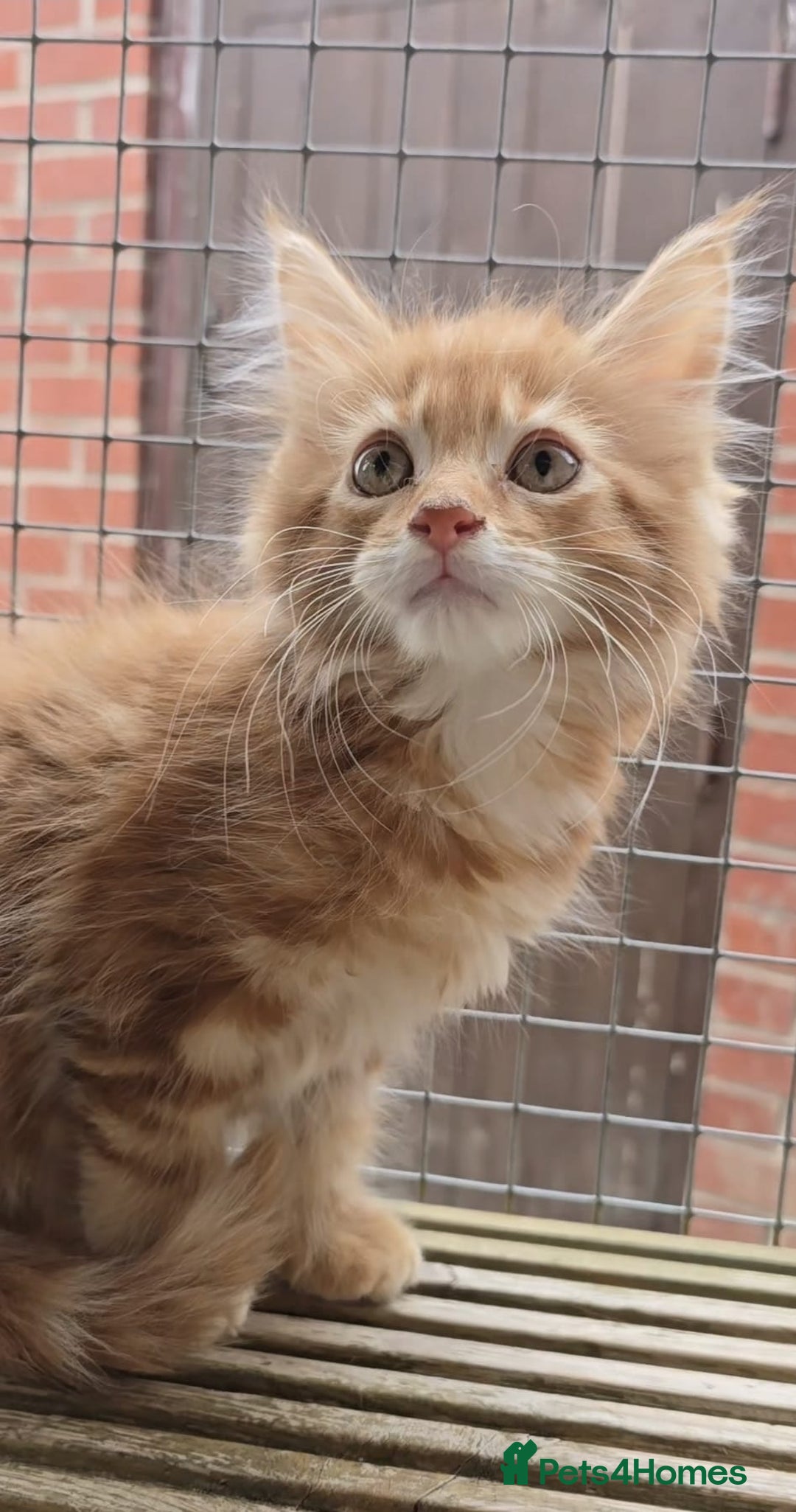 Maine Coon cats for sale: VARIOUS FULL PEDIGREE MAINE COON KITTENS FOR SALE in Rotherham - Image 15