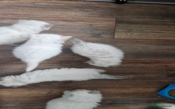 Ragdoll cats for sale: Ragdoll kittens looking for forever homes - Advert 9