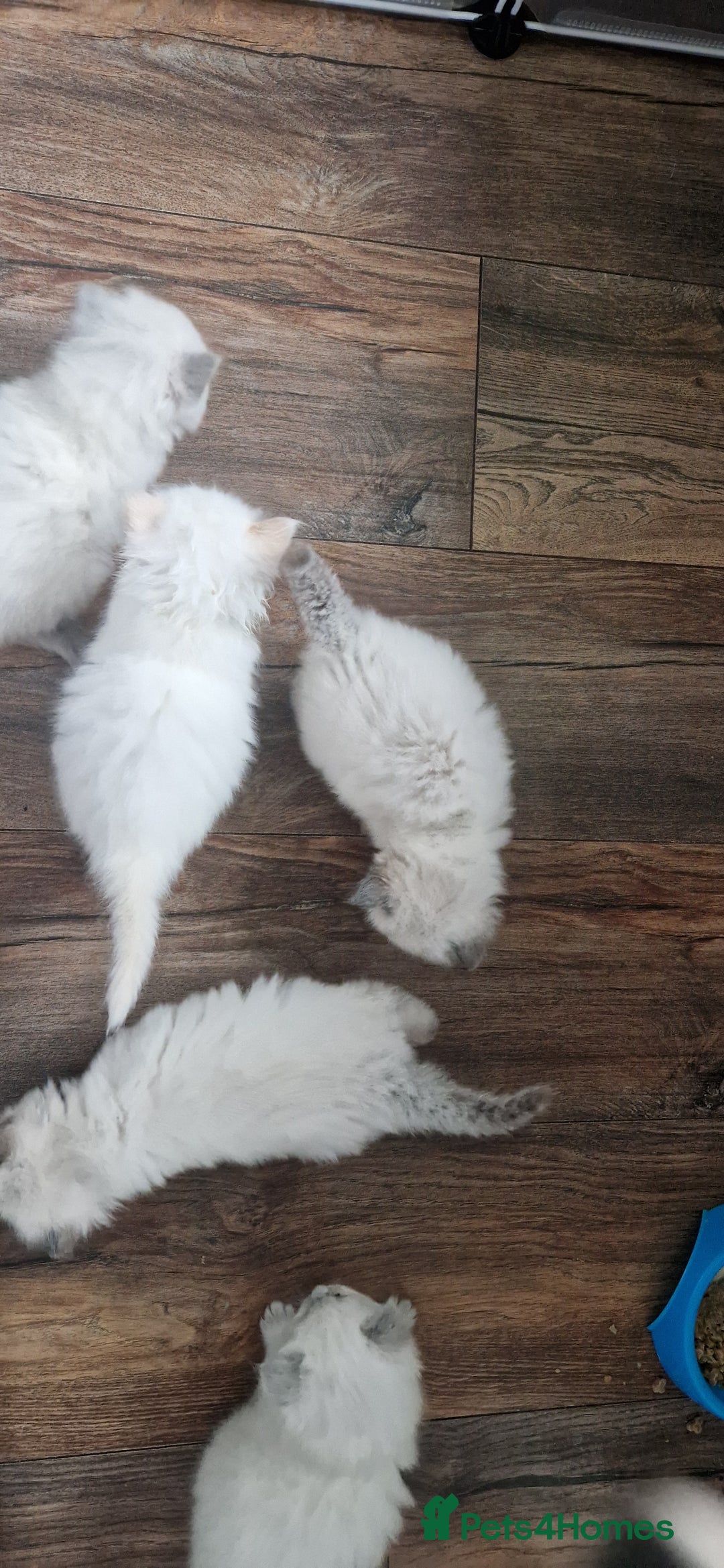 Ragdoll cats for sale: Ragdoll kittens looking for forever homes - Advert 9