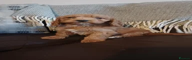 Cockapoo 6