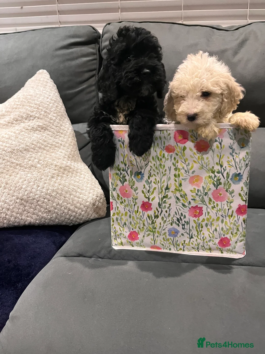 Cockapoo dogs for sale: 10 beautiful cockerpoo pups ready in 1 week  - Advert 5