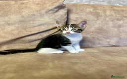 Mixed Breed cats for sale: Super cute and well behaved kittens - Image 8