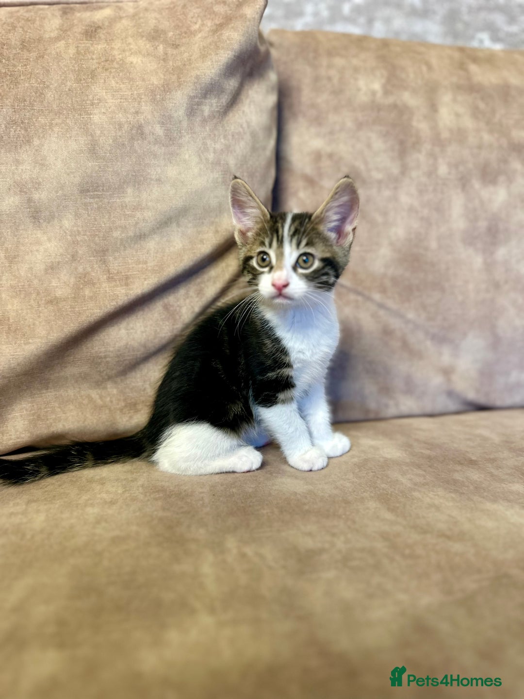 Mixed Breed cats for sale: Super cute and well behaved kittens - Image 8