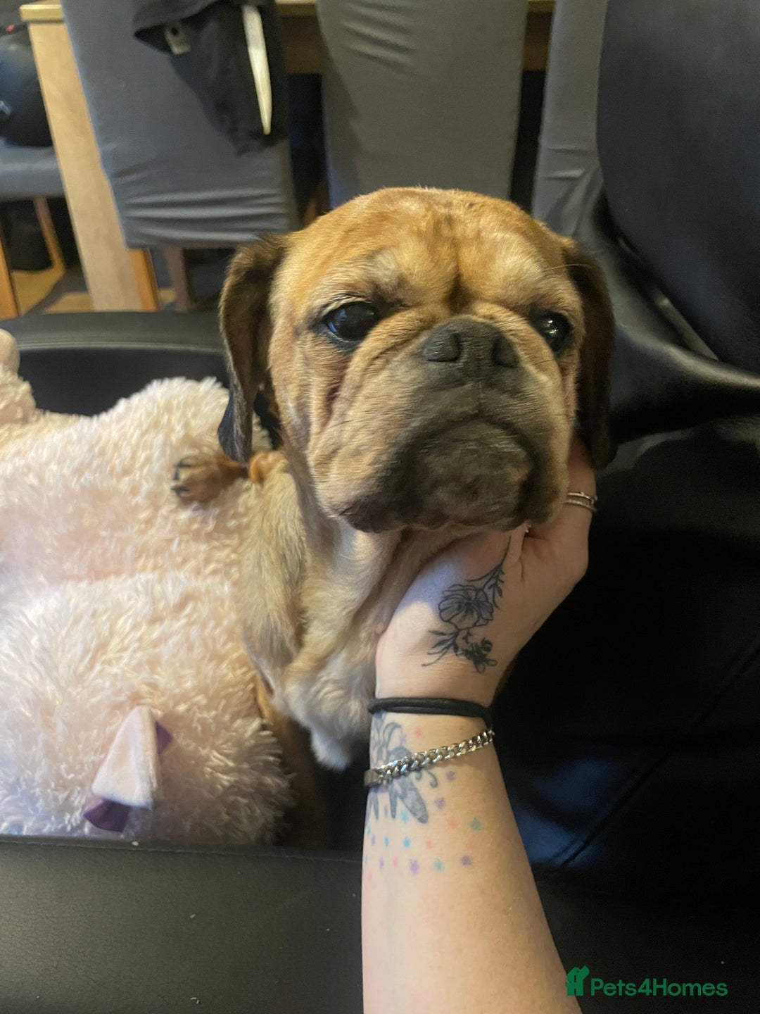 Mixed Breed dogs for sale: Female pug cross king charles - Advert 1