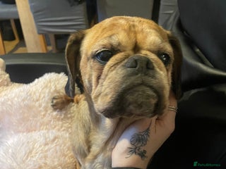 Mixed Breed dogs Female pug cross king charles - Advert 7