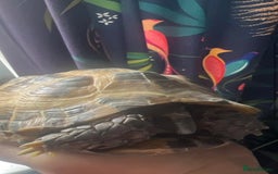Tortoise reptiles for sale: Horsefield Tortoise - Image 2