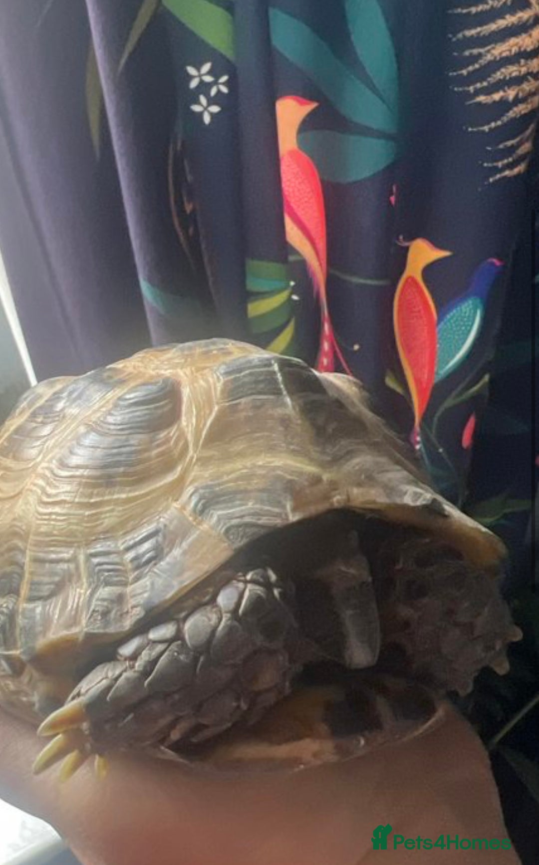 Tortoise reptiles for sale: Horsefield Tortoise - Image 2