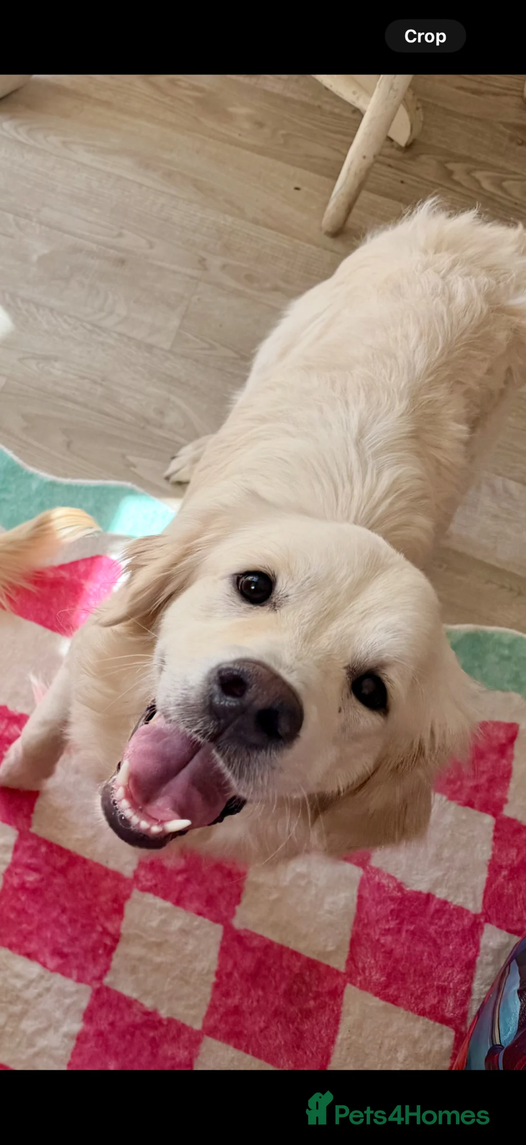 Golden Retriever dogs for sale: Golden retriever show female  - Advert 2