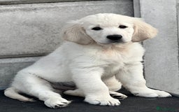 Golden Retriever dogs for sale: Stunning Puppies Ready Now (Updated pics) - Image 9