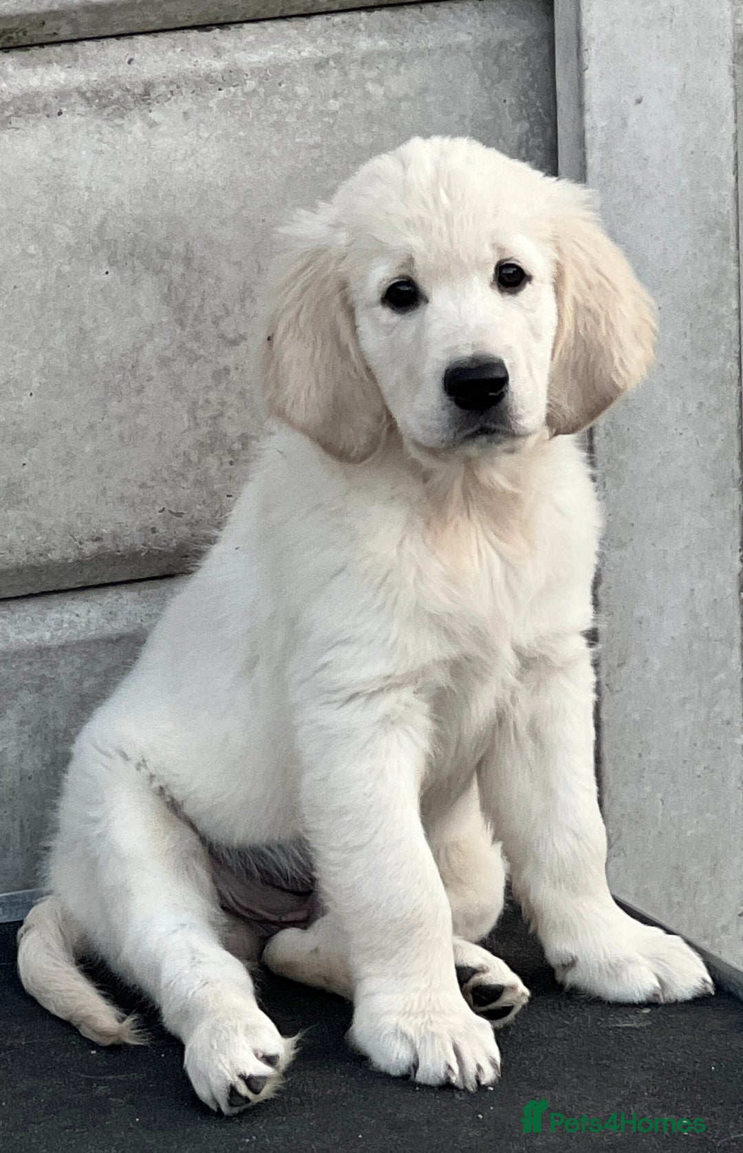 Golden Retriever dogs for sale: Stunning Puppies Ready Now (Updated pics) - Image 9