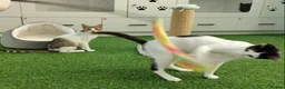 Mixed Breed cats for adoption: [Indoors Only] Yuki & Suki - Adorable Siblings - Advert 6