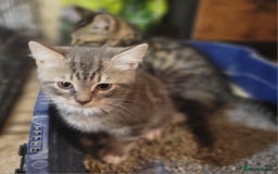 Mixed Breed cats for sale: 2 boys and 1 girl - Image 14