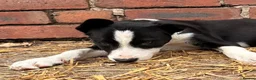 Border Collie dogs for sale: ONE REMAINING - Female Border Collie Puppies - Advert 8