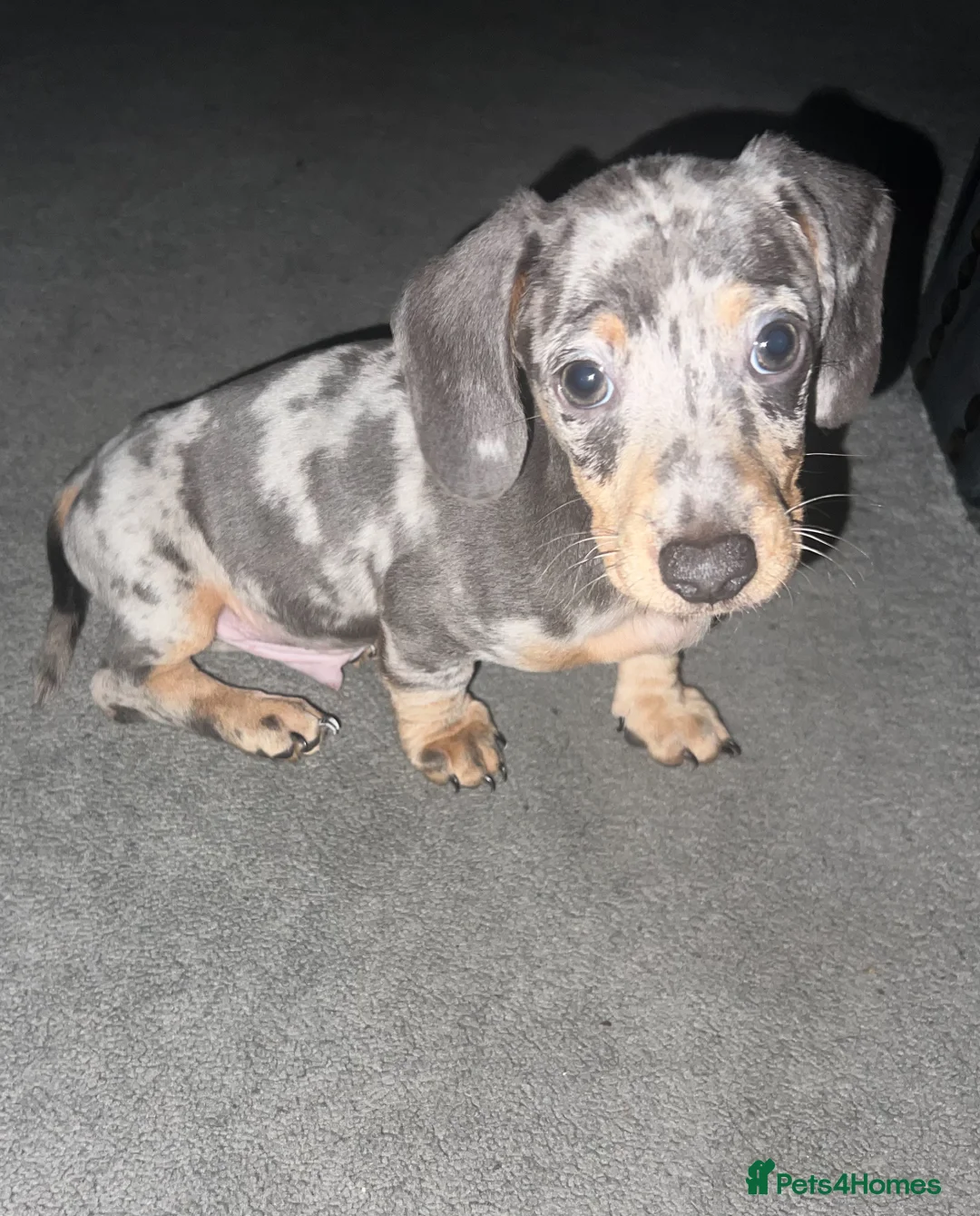 Dachshund dogs for sale: Miniature Dapple dachshunds READY NOW  - Advert 2
