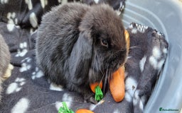 Mini Lop rabbits for sale: 2x Male Mini Lop bunnies - Image 2
