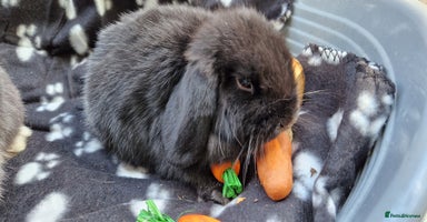 Mini Lop rabbits - Advert 9