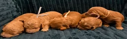 Cockapoo dogs for sale: ❤️‼️stunning fox red true miniature cockapoos ❤️‼️ - Advert 1