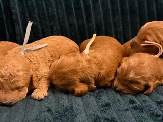 Cockapoo dogs ❤️‼️stunning fox red true miniature cockapoos ❤️‼️ - Advert 1