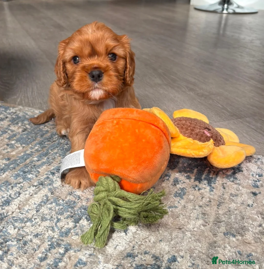 Cavalier King Charles Spaniel dogs for sale: Gentle Ruby Boy  in Leicester - Advert 2