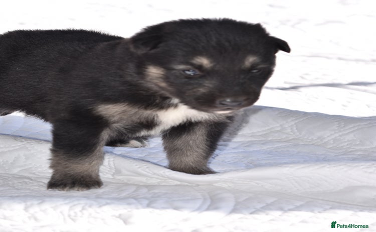 Siberian Husky dogs - Advert 1