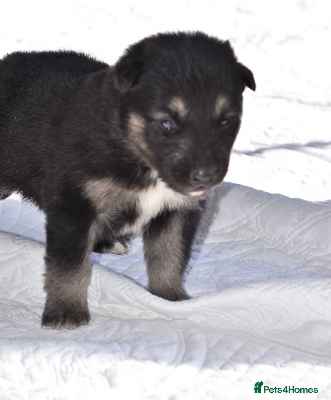Siberian Husky dogs for sale: 🐾9 Husky Puppies Looking for Forever Homes!🐾 - Image 1