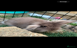 Dwarf Lop rabbits for sale: 2 female rabbits  - Image 3