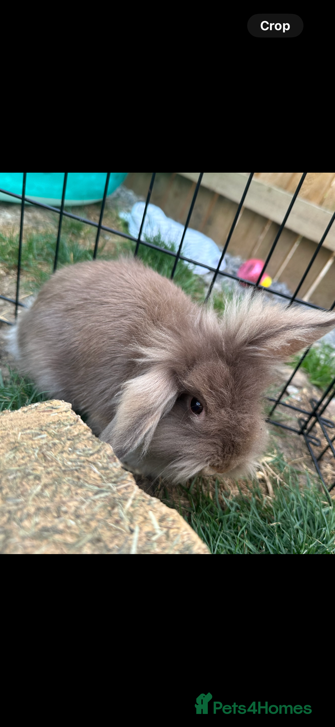 Dwarf Lop rabbits for sale: 2 female rabbits  - Image 3