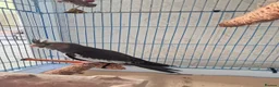 Cockatiels birds for sale: Hand Tame Grey Pied Cockatiel Chick - Advert 1