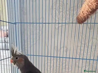 Cockatiels birds Hand Tame Grey Pied Cockatiel Chick - Advert 1