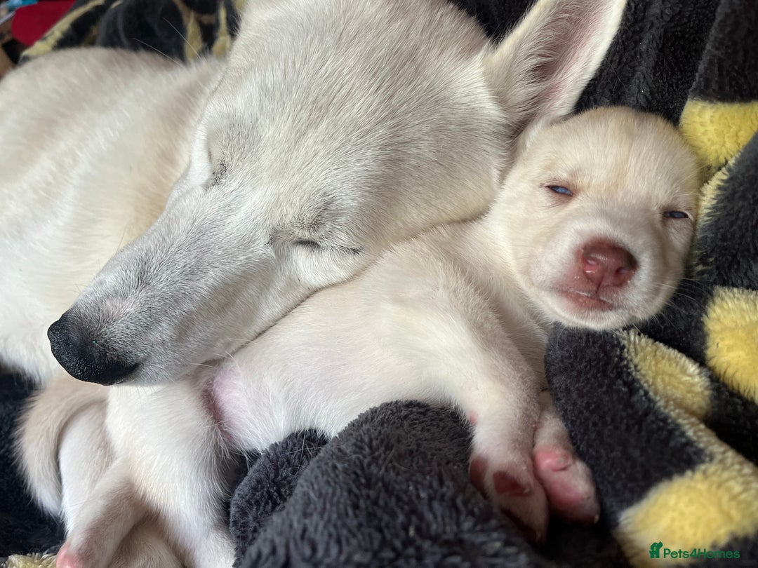 Siberian Husky dogs for sale: Beautiful Siberian Huskies- Last 4 Reduced!! - Image 17