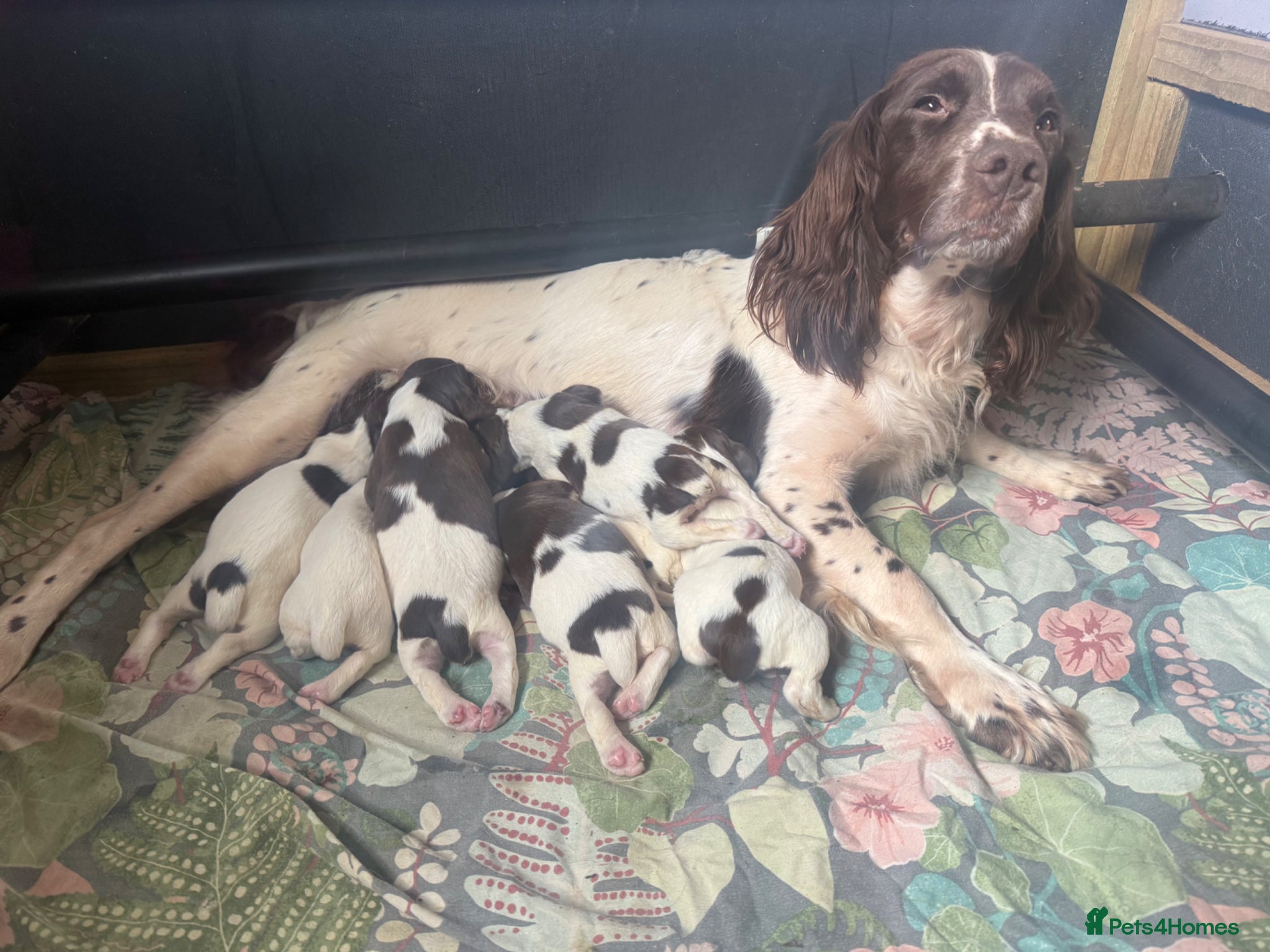 English Springer Spaniel dogs Liver and white springer dog puppies for sale   - Advert 4