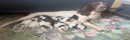 English Springer Spaniel dogs for sale: Liver and white springer dog puppies for sale   - Advert 1