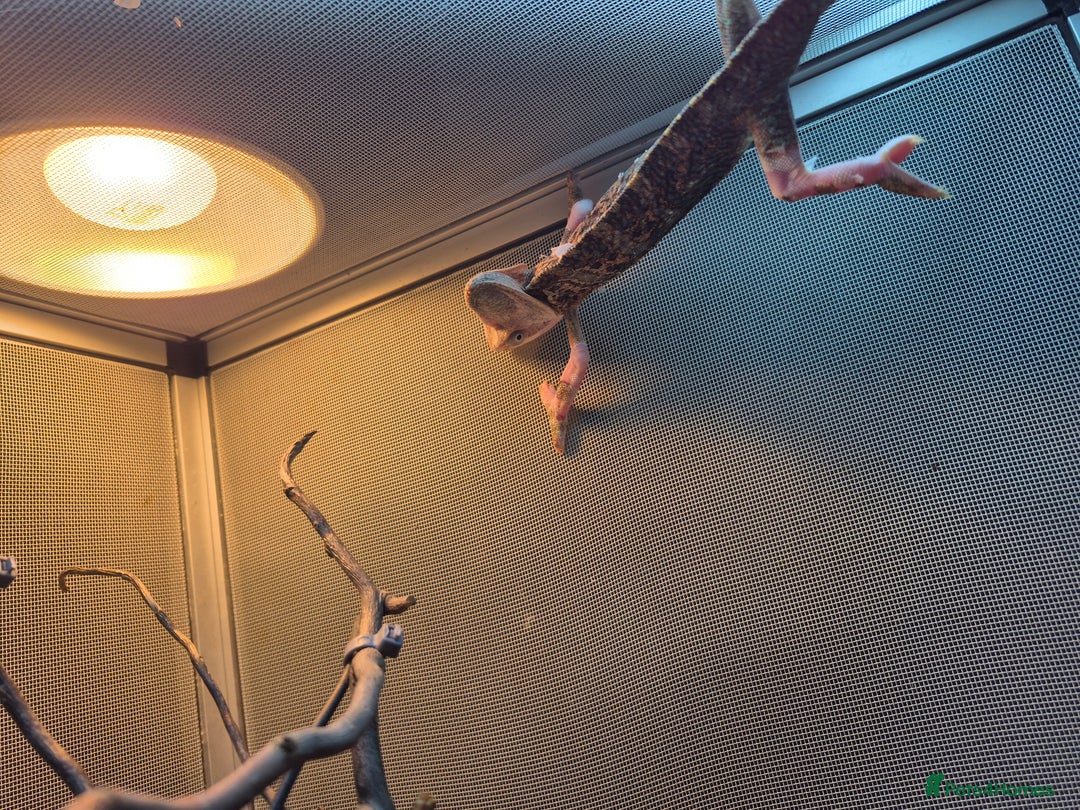Chameleon reptiles for sale: Pied veiled chameleon and full set up - Image 2