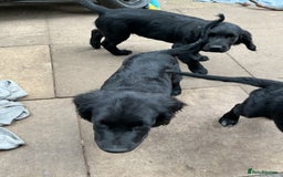 Mixed Breed dogs for sale: Spangold retrievers in Stourport-on-Severn - Image 11
