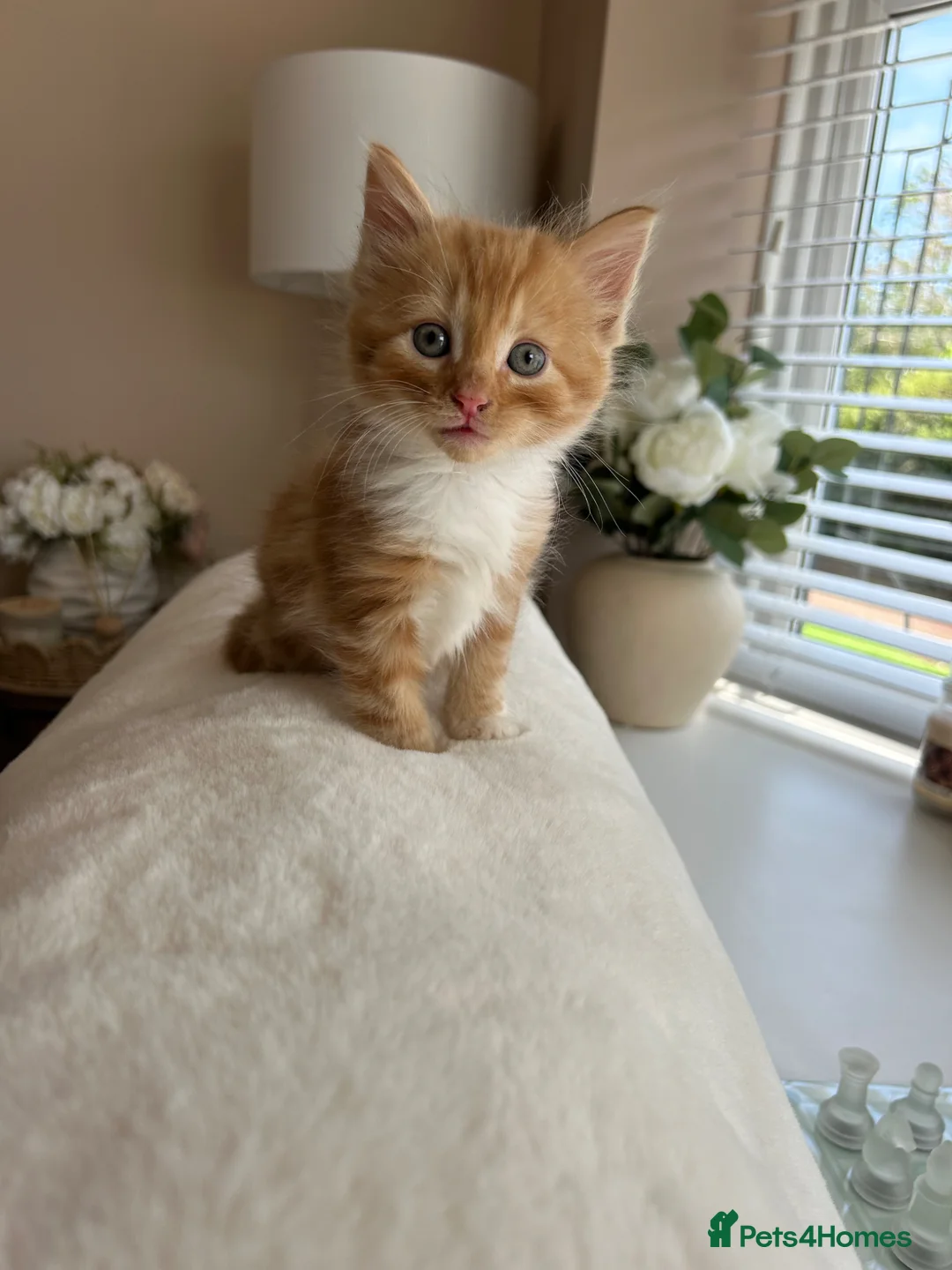 Mixed Breed cats for sale: 5 beautiful kittens  - Advert 1