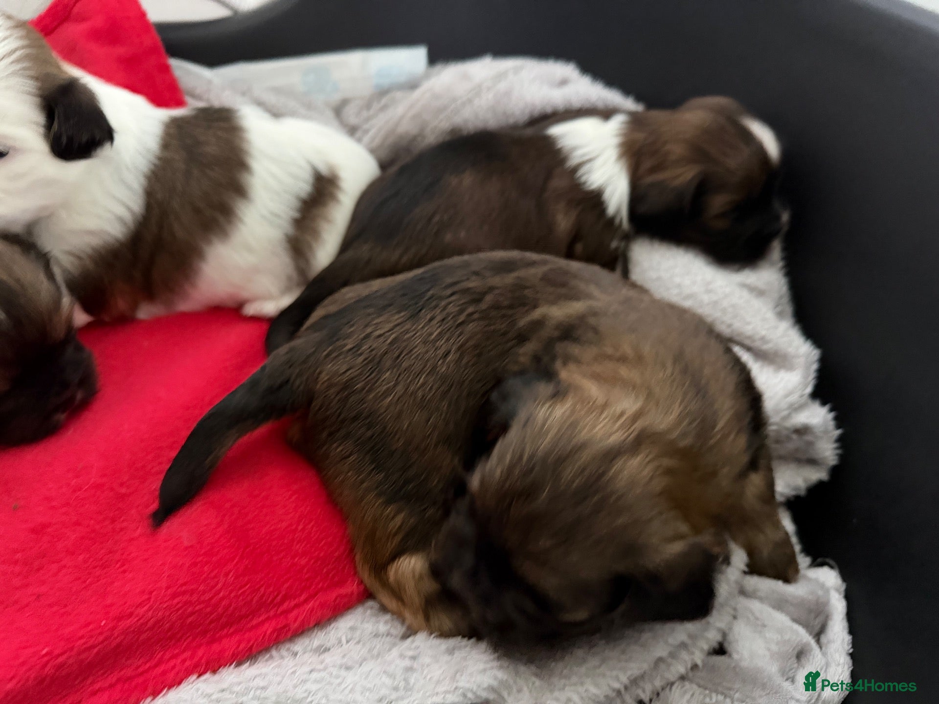 Lhasa Apso dogs for sale: Lovely lhasa apsos  - Advert 2