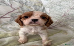 Cavalier King Charles Spaniel dogs for sale: Cavalier King Charles 1 girl 1 boy  - Image 5