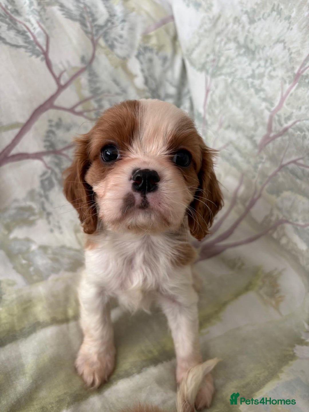 Cavalier King Charles Spaniel dogs for sale: Cavalier King Charles 1 girl 1 boy  - Image 5