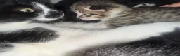 Mixed Breed cats for sale: Mixed kittens bengal/tuxedo - Advert 4