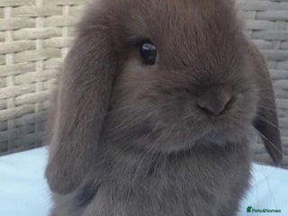 Mini Lop rabbits BEAUTIFUL MINI LOP PEDIGREE BUNNIES - Advert 2