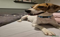 Beagle dogs for adoption: DOUG – 2 years old, Male, Beagle Boy - Advert 12