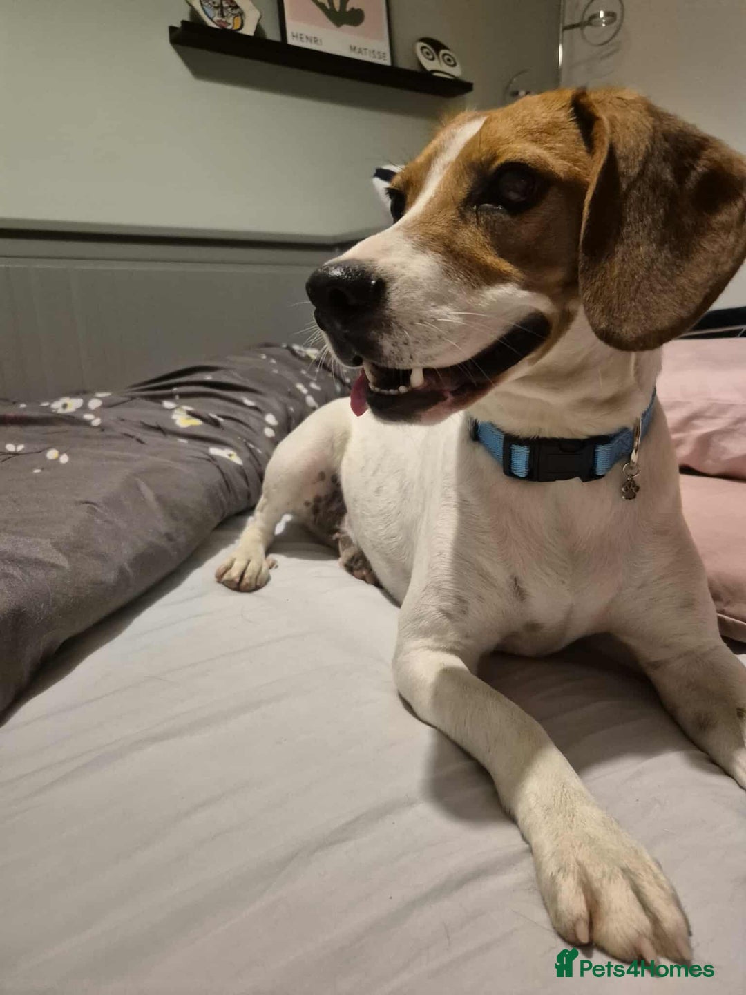 Beagle dogs for adoption: DOUG – 2 years old, Male, Beagle Boy - Advert 12