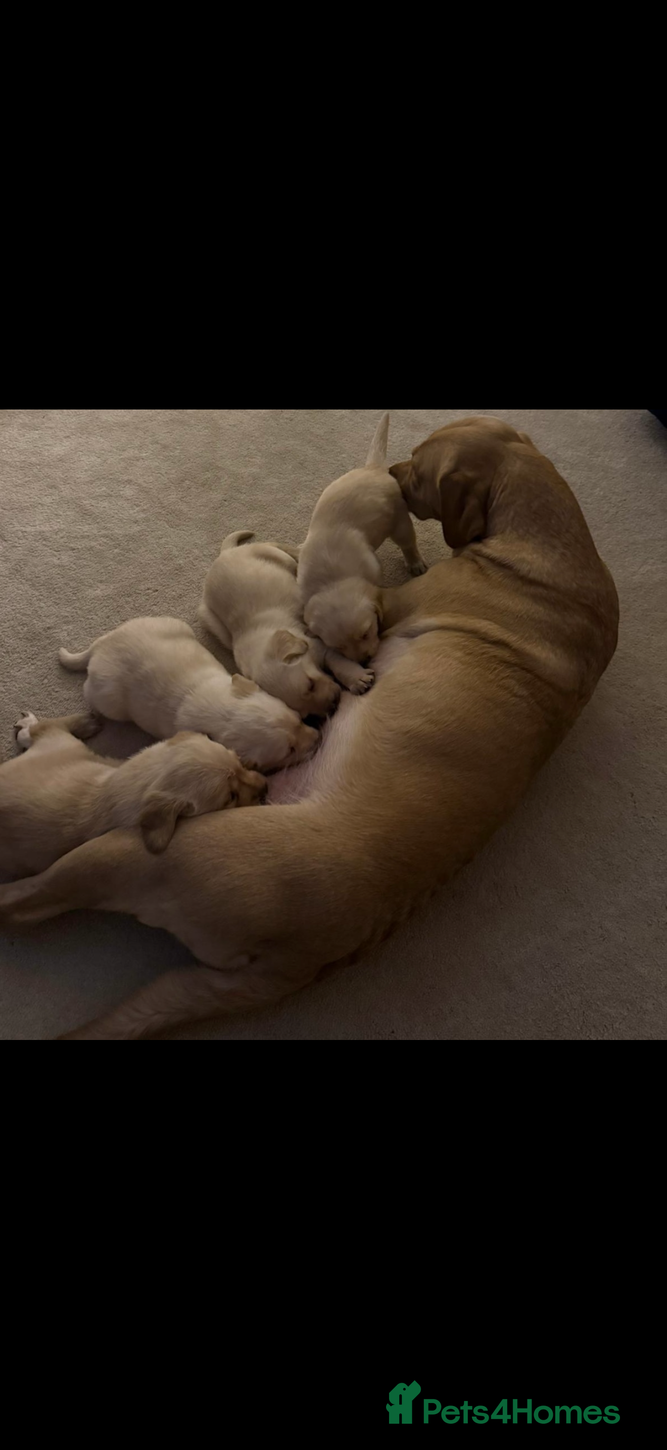 Goldador dogs One male Goldador 17 weeks old - Advert 1