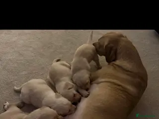 Goldador dogs One male Goldador 17 weeks old - Advert 1