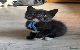 British Shorthair cats for sale: British shorthair cross kittens available  - Image 5