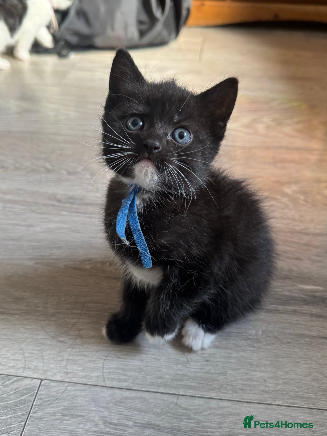 British Shorthair cats for sale: British shorthair cross kittens available  - Image 5