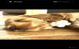 Goldendoodle dogs for sale: GOLDENDOODLE WITH A DIFFERENCE - Image 9