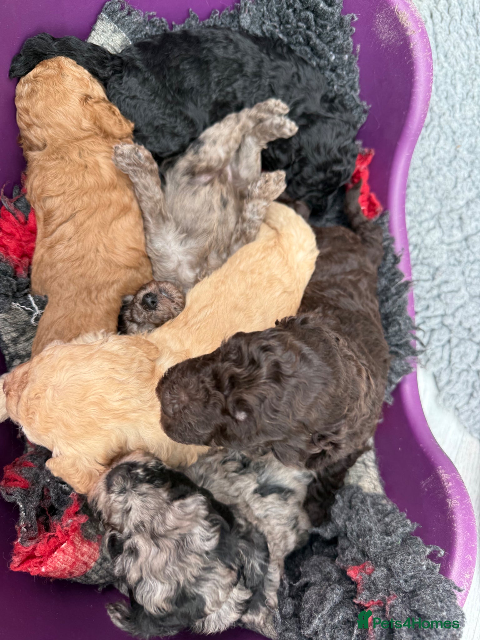 Labradoodle dogs Our Therapy Dog has had a litter of Labradoodles  - Advert 2