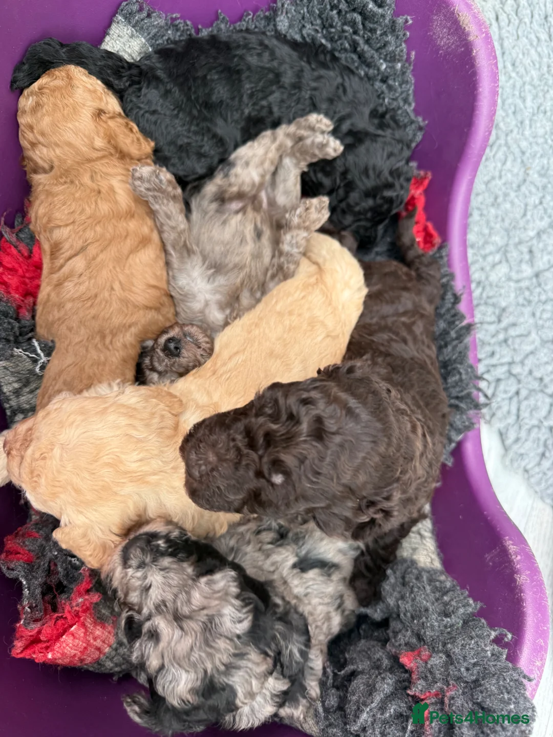 Labradoodle dogs for sale: Our Therapy Dog has had a litter of Labradoodles  - Advert 2